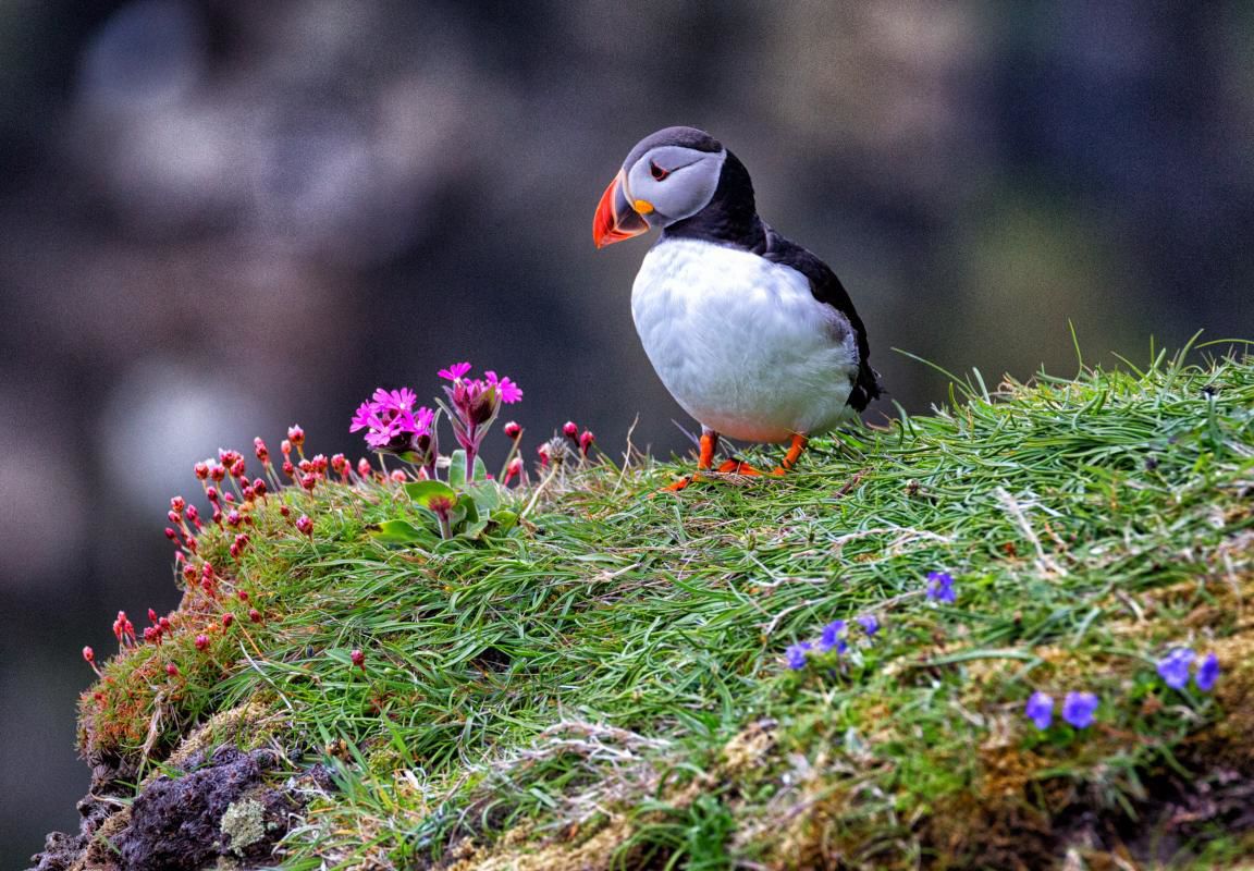Hans Madland: Atlantic Puffin in Breeding Plummage